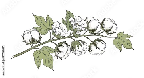 Elegant Cotton Plant Illustration for Design
