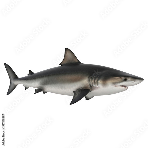 Majestic shark swimming with powerful fins in ocean depths