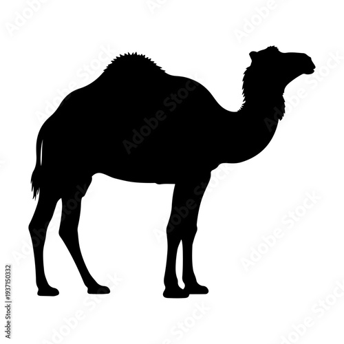 Black silhouette of a standing camel isolated on white background.