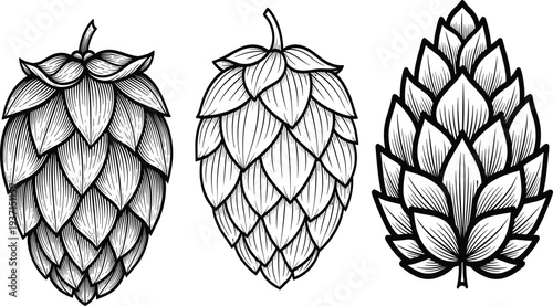 Hand Drawn Hop Cone Set Vintage Engraving Style Botanical Illustration for Craft Beer Brewing Ingredient Isolated Vector Design Collection Artwork