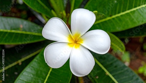 A white five-petaled flower with a yellow center surrounded by green leaves