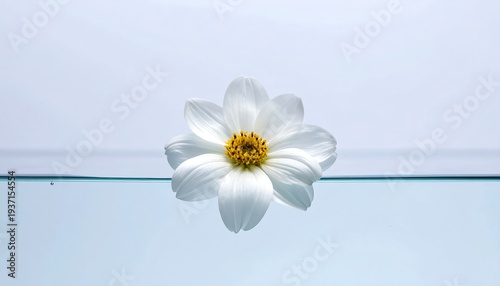 A white flower with a yellow center is floating just above the water
