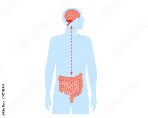 The human brain and intestines guts organs. Vector illustration