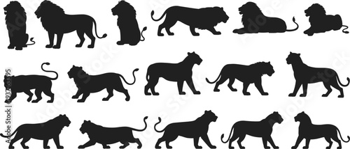 Collection of Black Silhouettes of Diverse Wild Cats Including Lions and Tigers Standing Walking and Sitting Isolated on White Background for Wildlife Nature Design