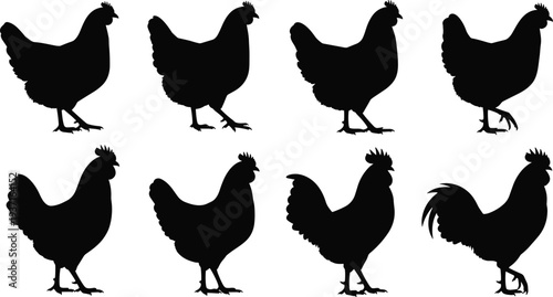 Silhouette chickens and rooster in side profile, black vector illustration showing poultry variations, farm animals artwork for agriculture, nature design, food industry, and educational materials