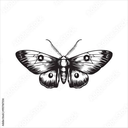 Moth Icon Collection. Solid style icons of moth relatives: luna moth, hawk moth, atlas moth, emperor moth, silk moth, tiger moth,