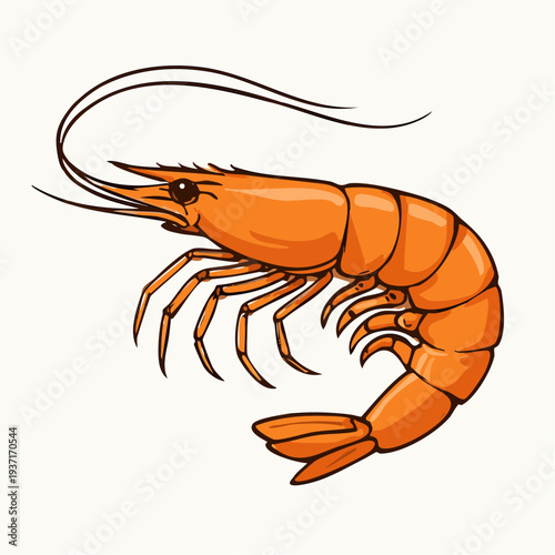 shrimp on a white