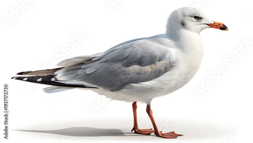 Seagull standing on white background with orange beak and legs