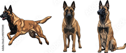 Belgian Malinois dog standing alert running sitting attentive pose set