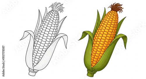 Corn cob illustration and drawing on white background.
