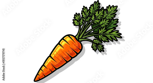 Fresh orange carrot vegetable root.