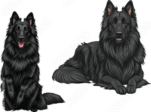 Belgian Sheepdog lying down resting sitting paw raised pose set