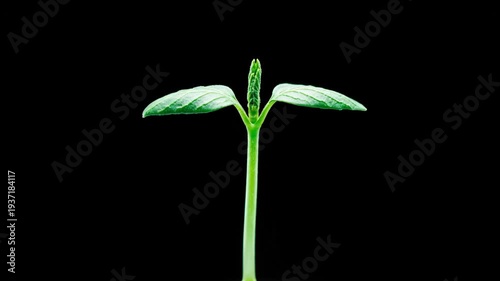 Isolated green plant sprout on black background representing new growth and life.