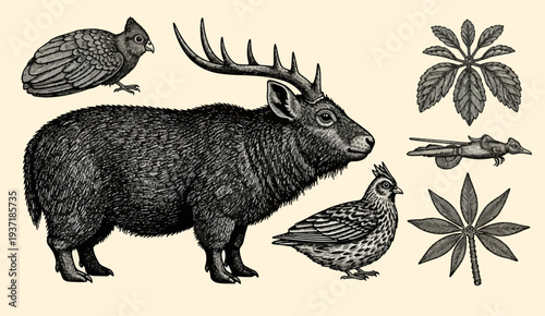 Vintage Engraving of Exotic Animals and Botanical Elements