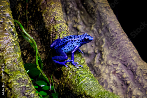 A blue poison dart frog (Dendrobates tinctorius 