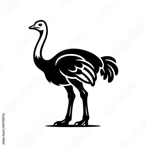 vector illustration of an ostrich