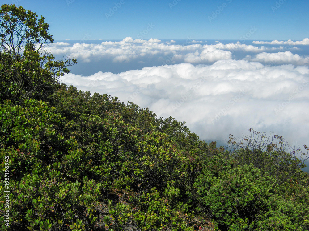 Obraz premium Stunning view from Mount Pangrango, Bogor, showing a sea of white clouds beneath a clear blue sky with lush green tropical shrubs in the foreground.