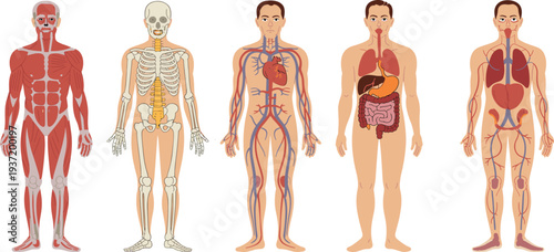 Human body anatomy systems set showing muscular skeletal circulatory digestive and respiratory systems educational medical biology vector illustration chart