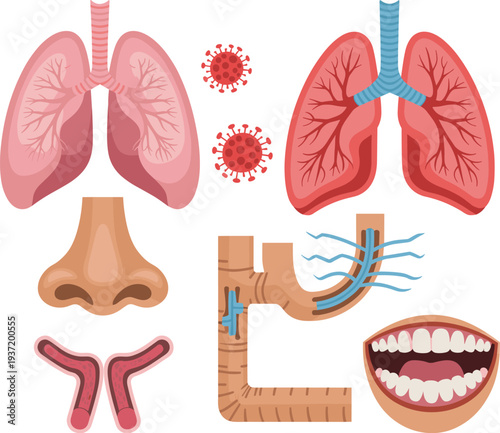 Human respiratory system organs set including lungs nose trachea bronchi mouth and virus concept medical anatomy biology educational vector illustration