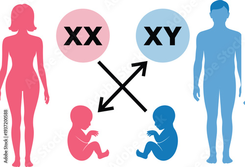 Human sex determination genetics diagram showing XX and XY chromosomes inheritance from parents with male female babies educational biology vector illustration