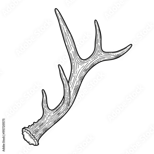 Hand drawn vintage elk deer antlers illustration isolated on white background for hunting design