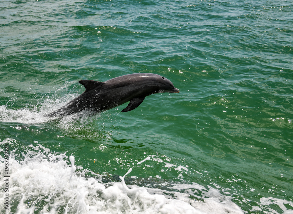 Naklejka premium dolphin jumping out of water