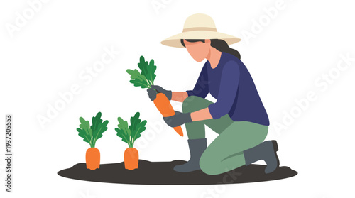 Female farmer harvesting fresh organic carrots in a vegetable garden