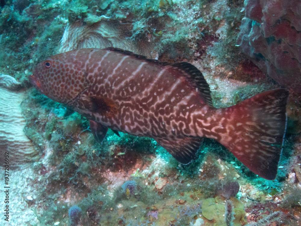 Fototapeta premium Tiger Grouper