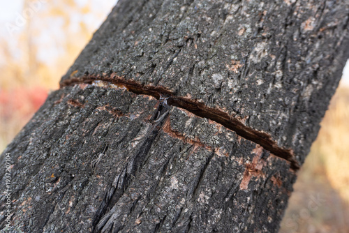 Foto Damaged tree trunk with deep gash and oozing sap