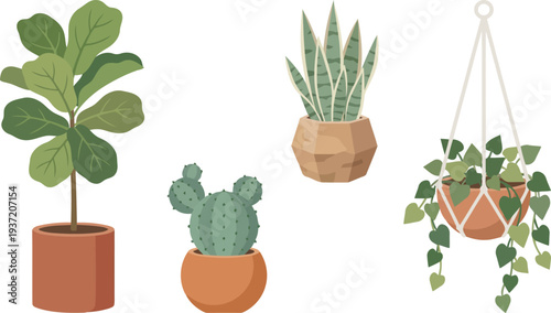 Plants arrangement of four potted items on white backdrop, view highlighting leaves, terracotta pot, hexagonal pot, hanging vine with macrame hanger