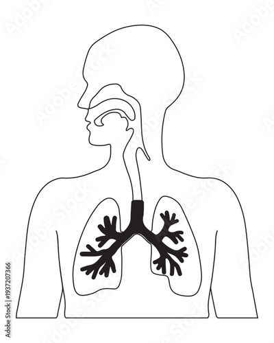 Human Respiratory System