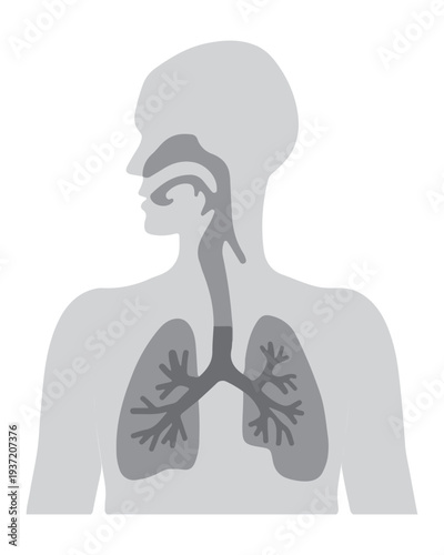 Human Respiratory System