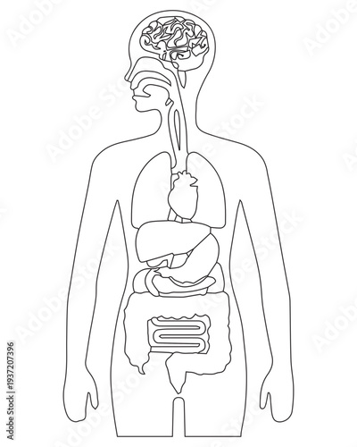 Human anatomy internal organs
