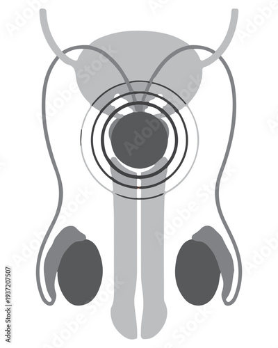 Male reproductive anatomy