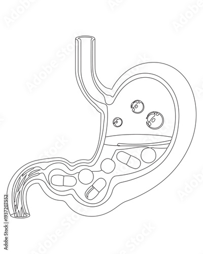 Gastric Digestion with Pills