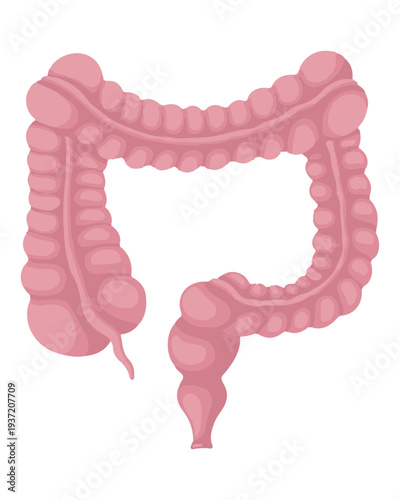 Human Colon Anatomy Diagram