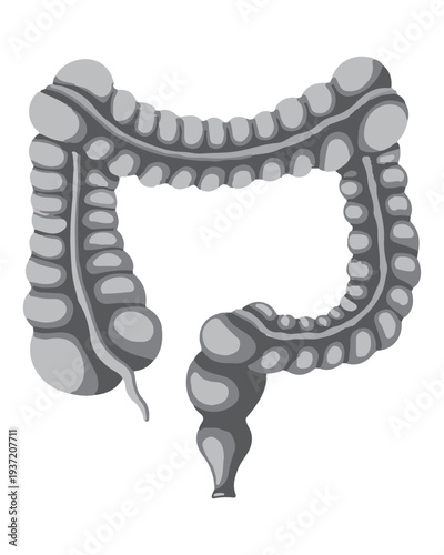 Human Large Intestine
