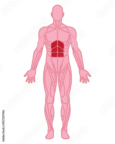 Human Abdominal Muscles