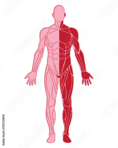 Human Anatomy Muscle Diagram