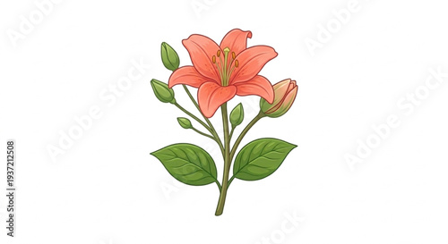 Orange lily flower vector illustration isolated
