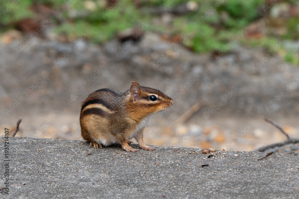 Fototapeta premium Eastern chipmunk