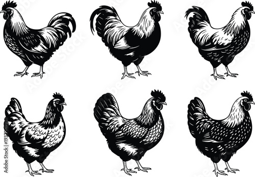 Six Black And White Illustrations Of Roosters And Hens On White Background chicken fowl
