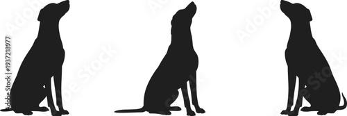 Three Black Silhouette Dog Poses Looking Up On White Background dogs animal