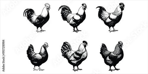 Six Black And White Illustrations Of Roosters And Hens On White Background chicken fowl