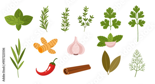 Fresh herbs and spices collection illustration
