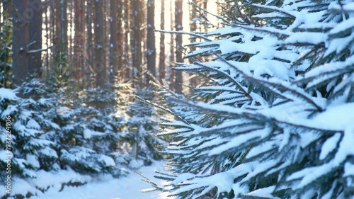 Real video. Frozen iced branches of tree against sun during sunny winter day. Macro close up view of branch covered by snow in a snowy forest. Plants in the wood at frosty weather. Nature landscape 4K