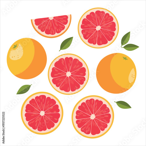 illustration of grapefruit art