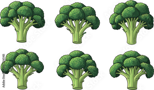 Fresh broccoli vegetable collection with green organic broccoli heads healthy food ingredient vector illustration set