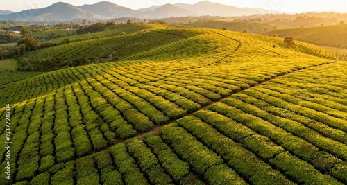 Aerial View of Tea Plantation in Rolling Hills