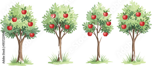 Apple, tree, orchard, fruit, red, apples, garden, nature, plant, harvest, agriculture, organic, botanical, summer, farm, healthy, fresh, illustration, tree, vector